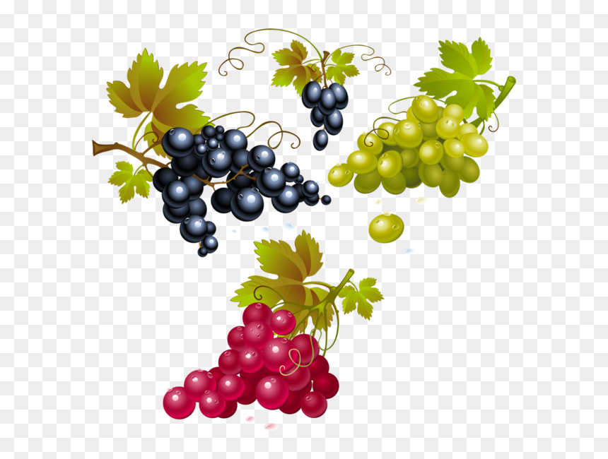 Grape , Png Download - Red Grapes Clipart, Transparent Png - grapes png images
