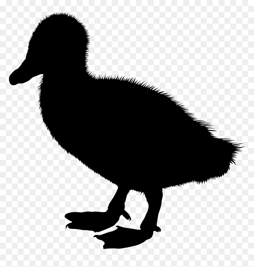 Duck Clip Art Silhouette Illustration Vector Graphics - Ducks Transparent Black, HD Png Download - white duck png