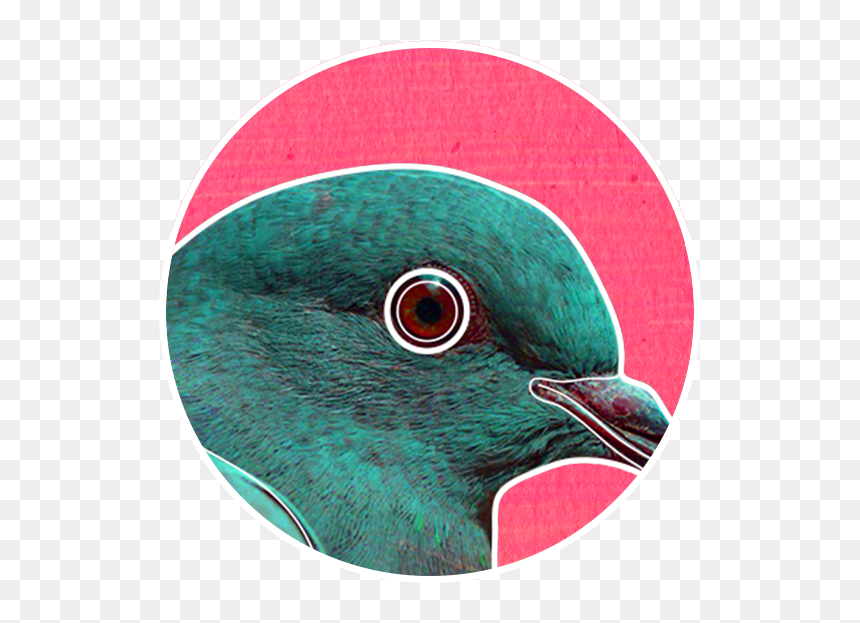 Pigeons And Doves, HD Png Download - mooch png