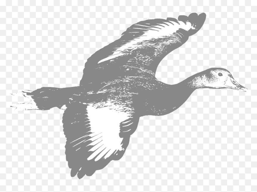 Whistling-duck - Red Shouldered Hawk, HD Png Download - white duck png