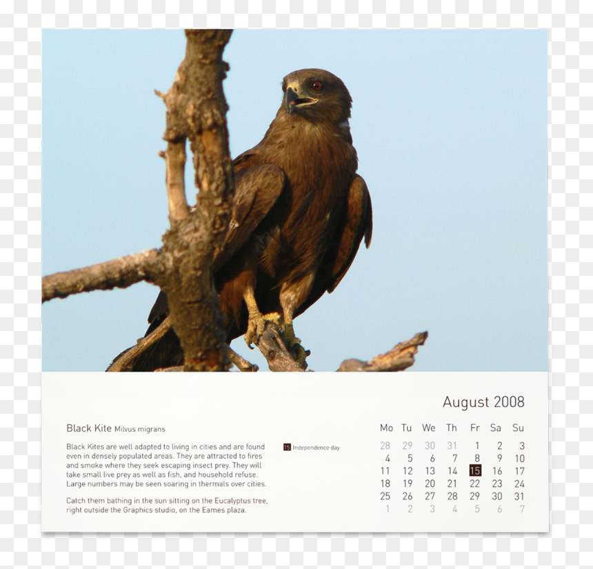 August, HD Png Download - eagle sitting png