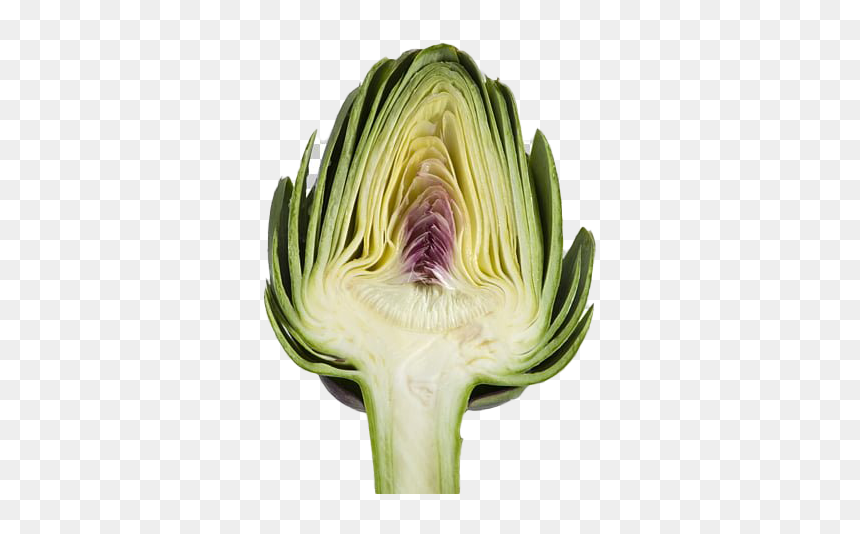 Green Artichoke Png Free Background - Artichoke, Transparent Png - yellow green background png