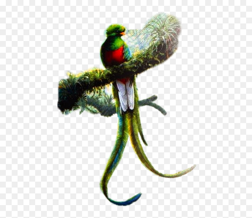 Resplendent Quetzal Art , Png Download - Resplendent Quetzal, Transparent Png - quetzal png