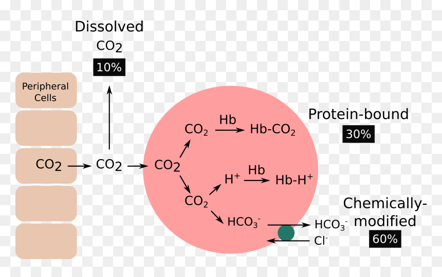 Co2 Transported In The Blood, HD Png Download - carbon dioxide png