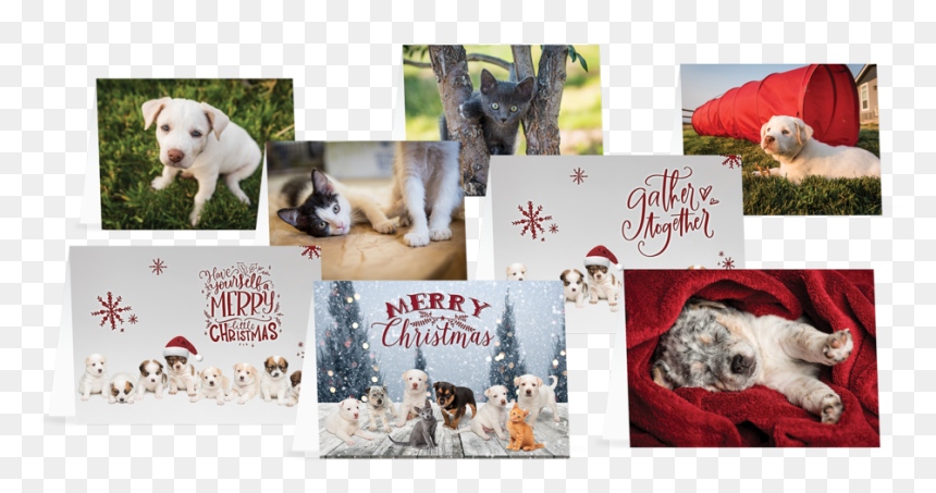 All-cards - Australian Cattle Dog, HD Png Download - christmas cards png