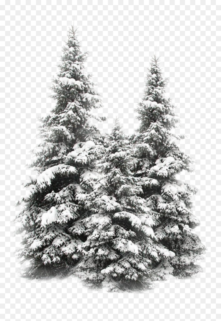 #pinos #nieve - Christmas Tree, HD Png Download - pinos png
