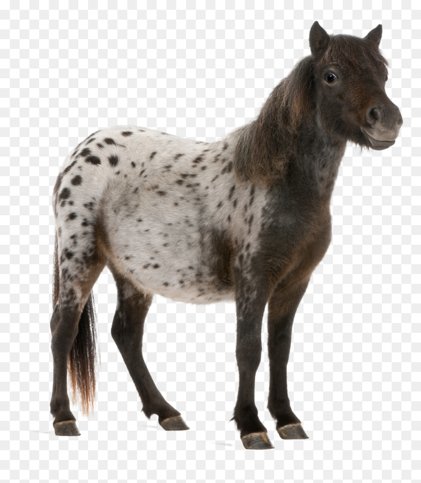 Miniature Horse White Background, HD Png Download - service dog png