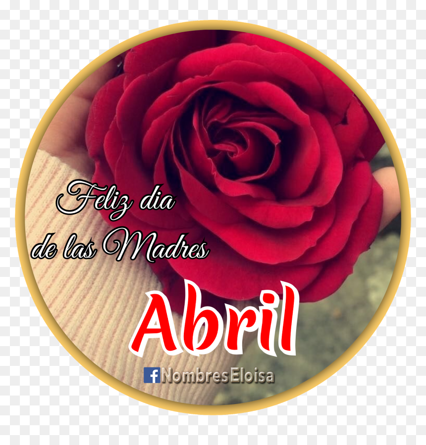 Transparent Feliz Dia De La Madre Png - Garden Roses, Png Download - dia de las madres png