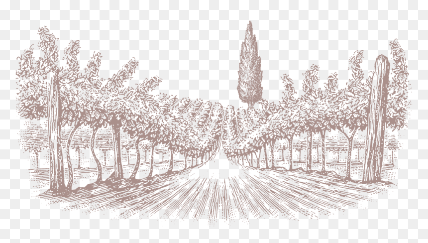 Wine, HD Png Download - vineyard png