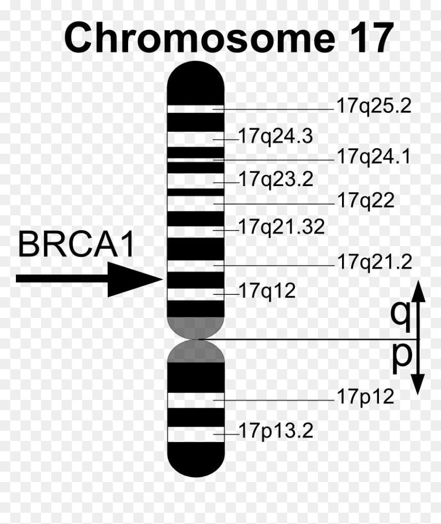 Brca1 En - Breast Cancer Chromosome Map, HD Png Download - genes png