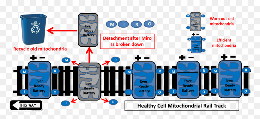 Two Genes Linked To Inherited Forms Of Parkinson"s,, HD Png Download - genes png