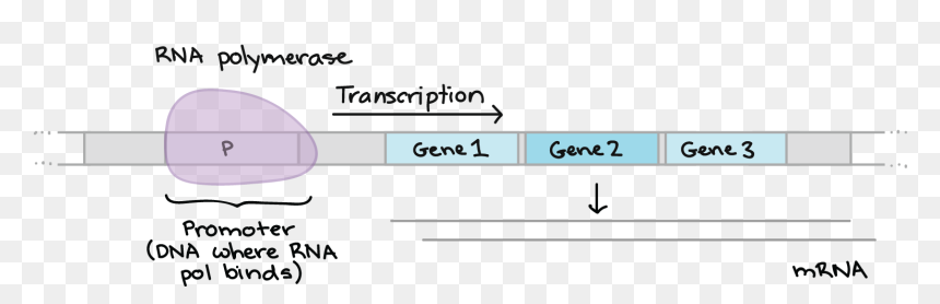 Gene Regulation Promoter, HD Png Download - genes png
