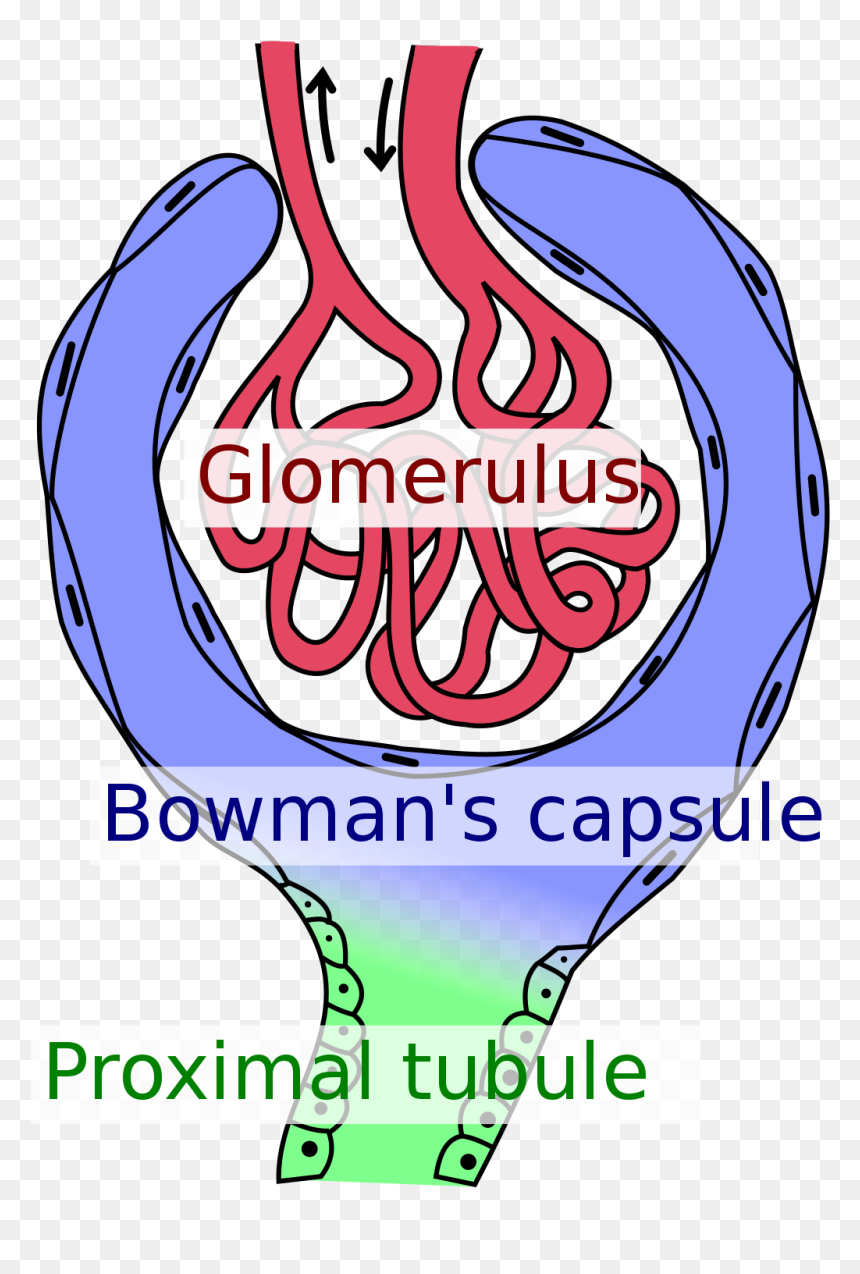 Bowman's Capsule, HD Png Download - capsule png