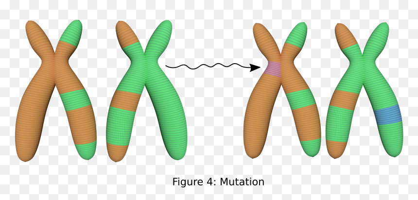 Invertebrate, HD Png Download - genes png