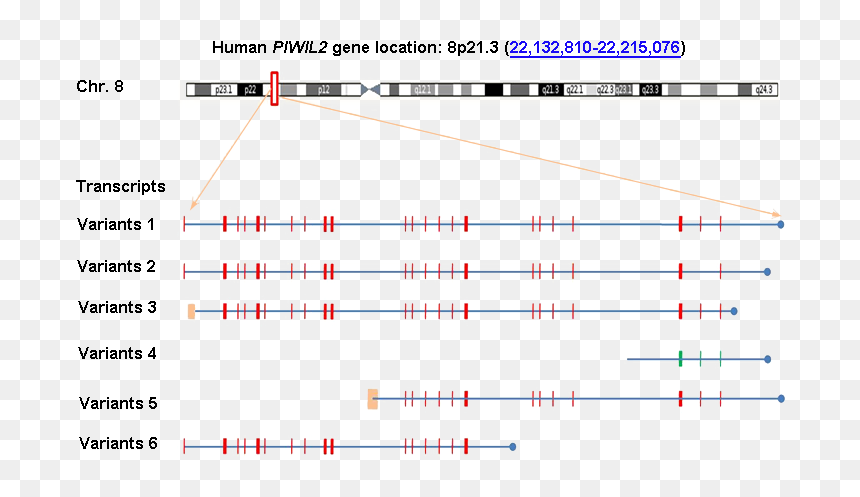 Screenshot, HD Png Download - genes png