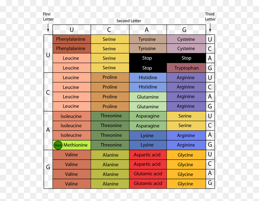 Number, HD Png Download - genes png