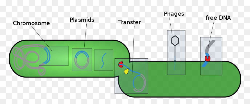 Mobile Genetic Elements Of Bacteria, HD Png Download - genes png