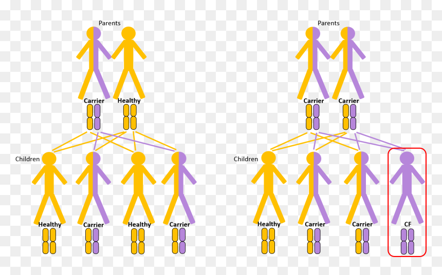A Defect Cftr Gene Results In Absent Or Faulty Cftr,, HD Png Download - genes png
