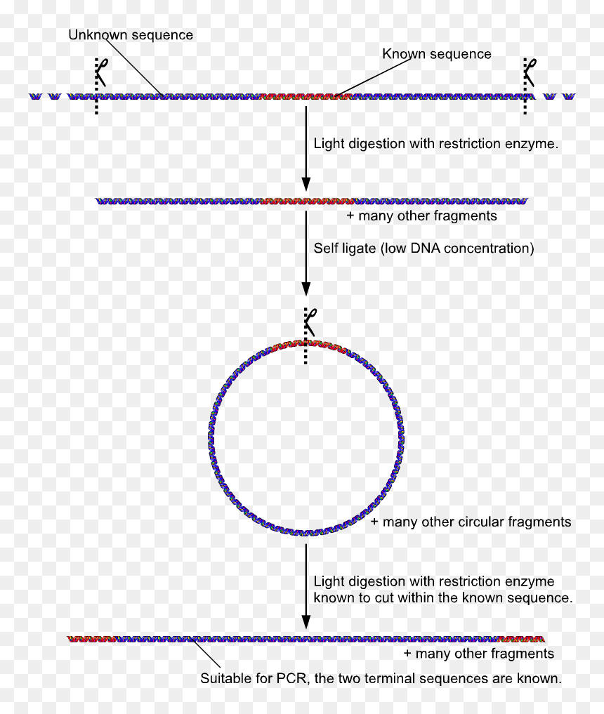 Inverse Pcr 2 - Inverse Pcr, HD Png Download - two png