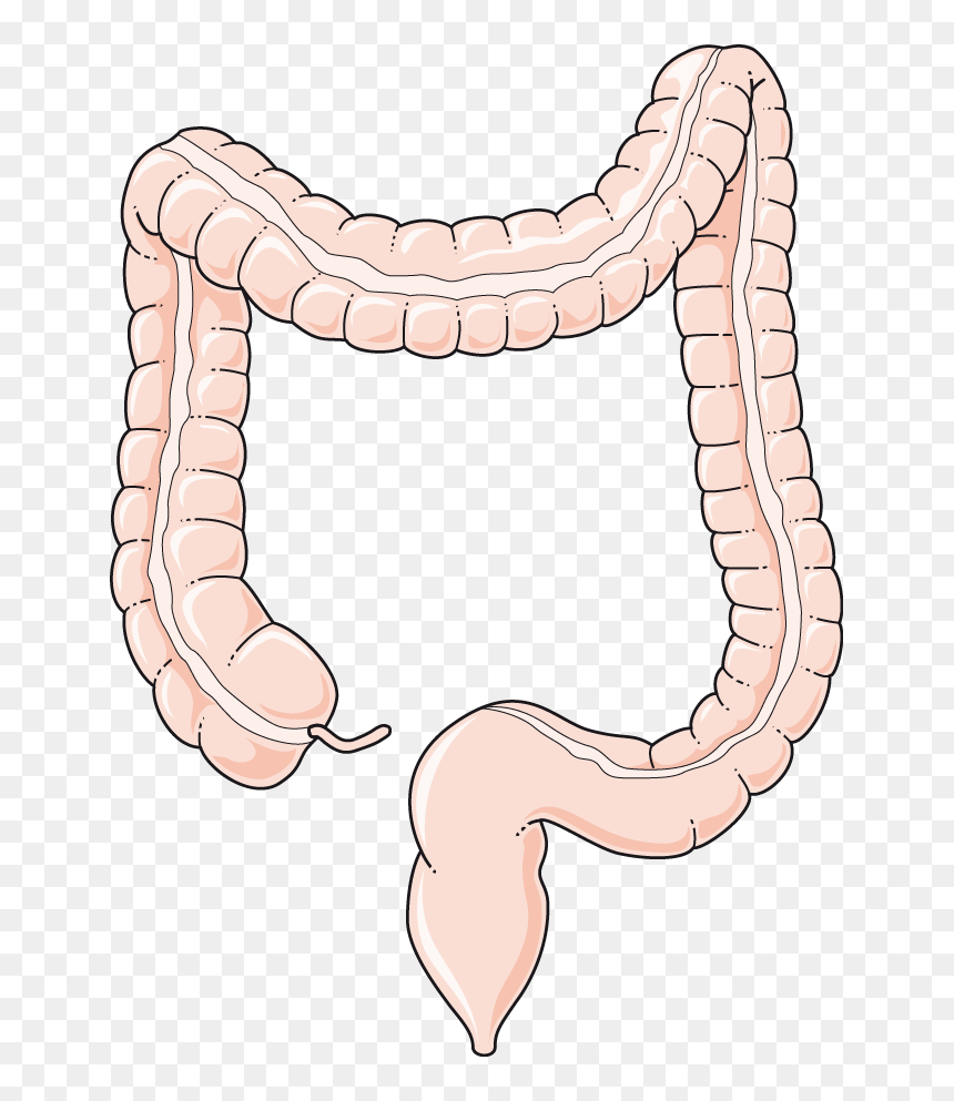 Colon Smartart, HD Png Download - colon png