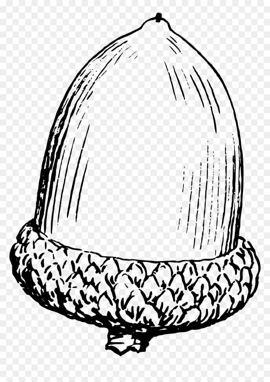 Nut Black And White, HD Png Download - oak png