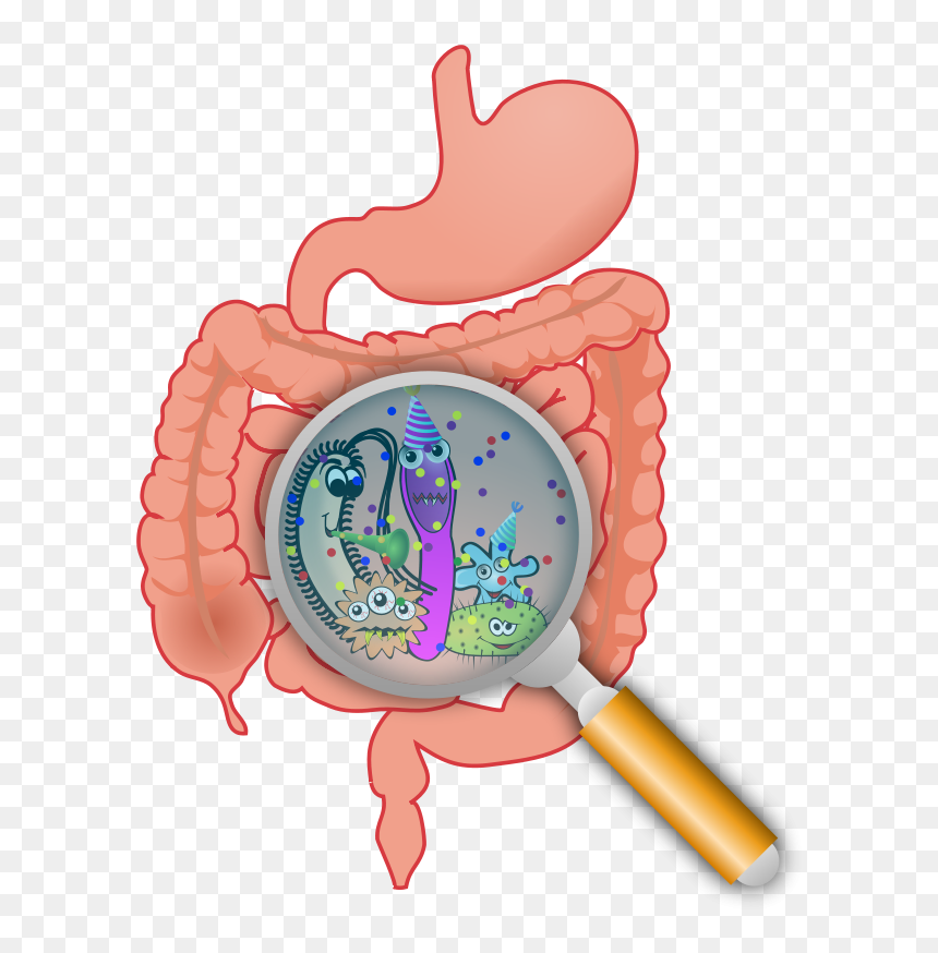 Free Party In The - Bacteria In Intestine Cartoon, HD Png Download - colon png