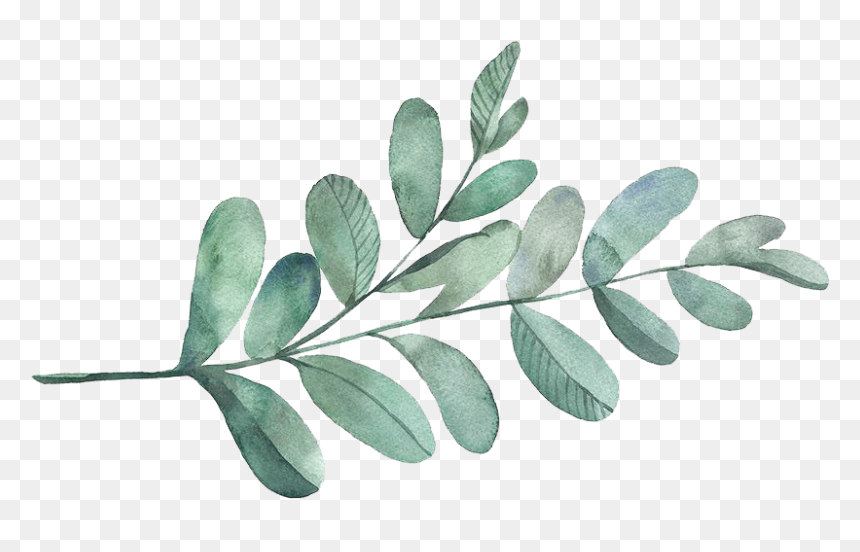 Transparent Acacia Tree Png - Tree, Png Download - oak png