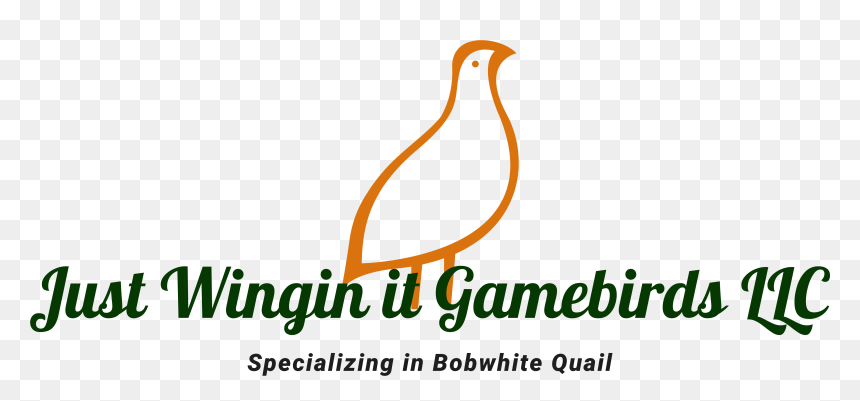Lobster Font, HD Png Download - quail png