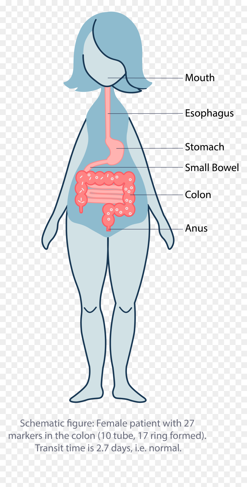 Illustration, HD Png Download - colon png