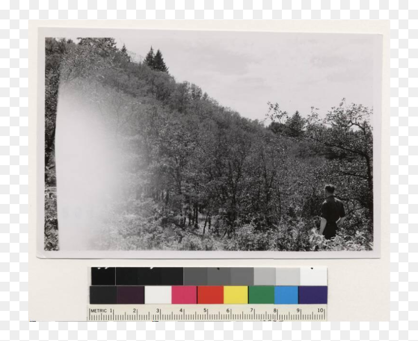 Two Miles South Of Hoaglin On Zenia Covelo Road - Photograph, HD Png Download - oak png