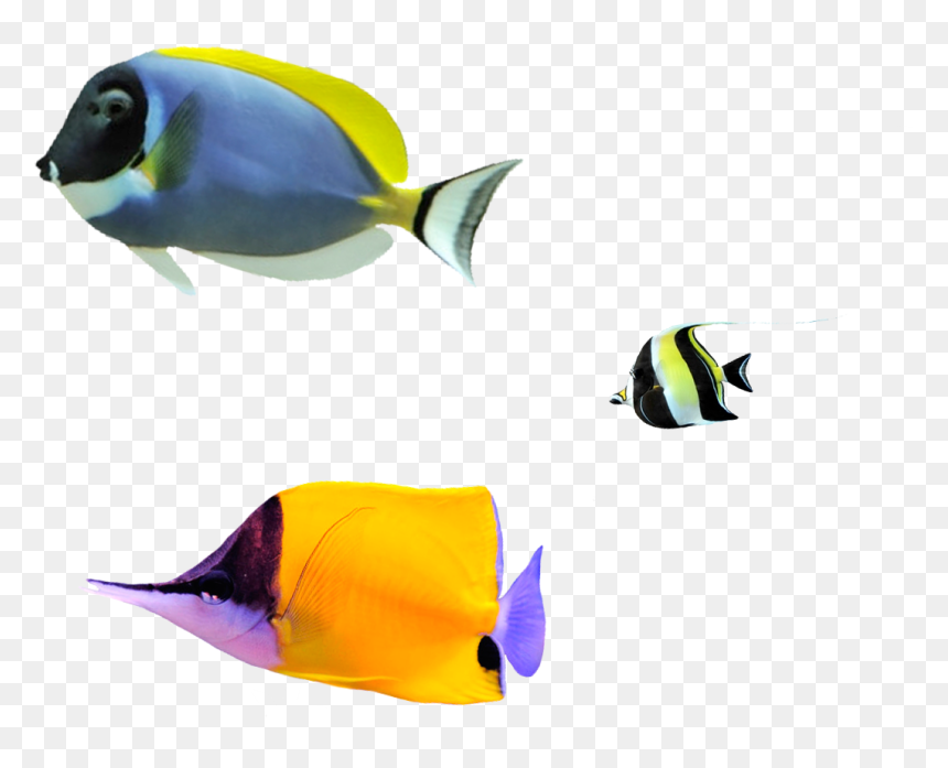 Fondo Burbujas Pez Pez , Png Download - Peces Exoticos Png, Transparent Png - pez png