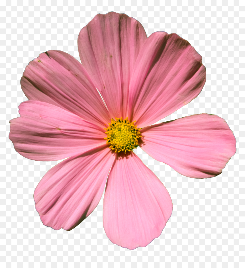 Cosmos Flower Png - Garden Cosmos, Transparent Png - cosmos png