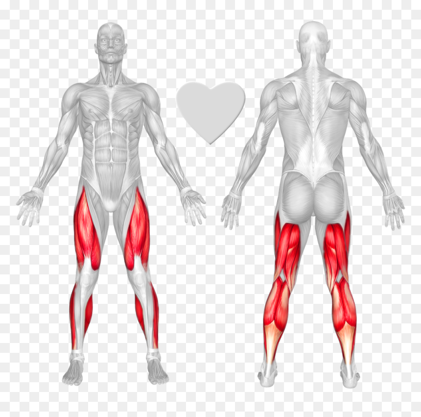 Anatomical Muscle Stretching Png, Transparent Png - stretching png