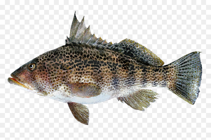 Paralabrax Maculatofasciatus, HD Png Download - pez png