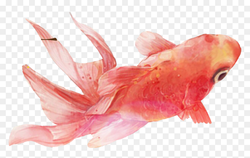 #pets #petsandanimals #pez #peces #remix - Still Life, HD Png Download - pez png