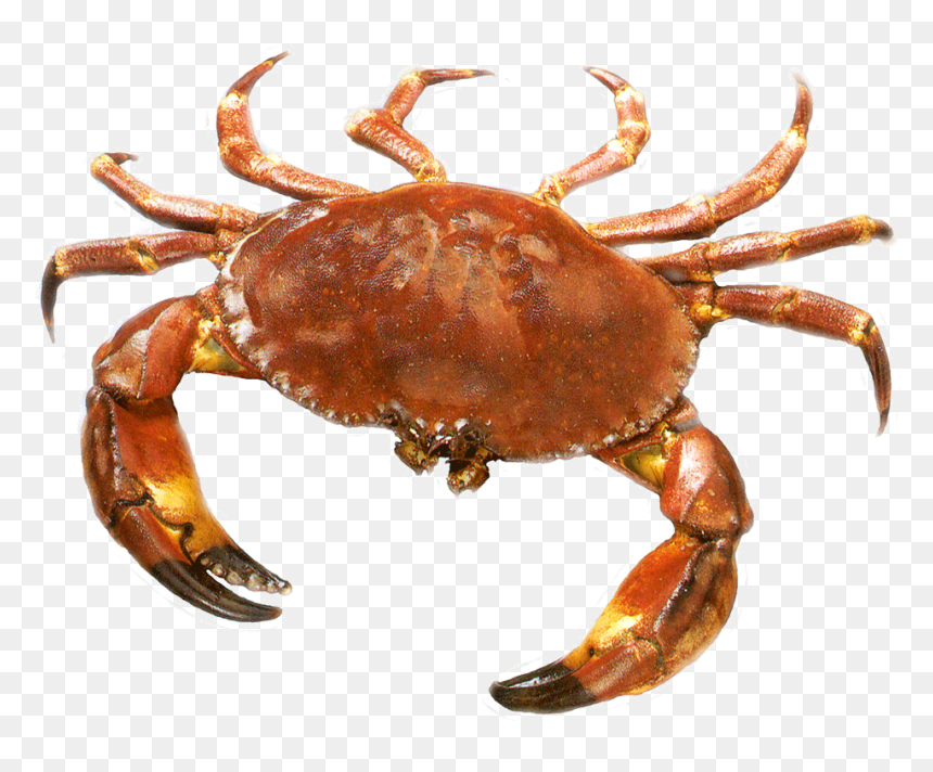 Crab Png - Transparent Crab Png, Png Download - crabs png