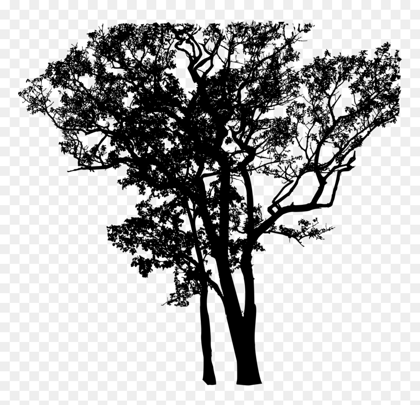 Plant,flower,oak - Silhouette, HD Png Download - oak png