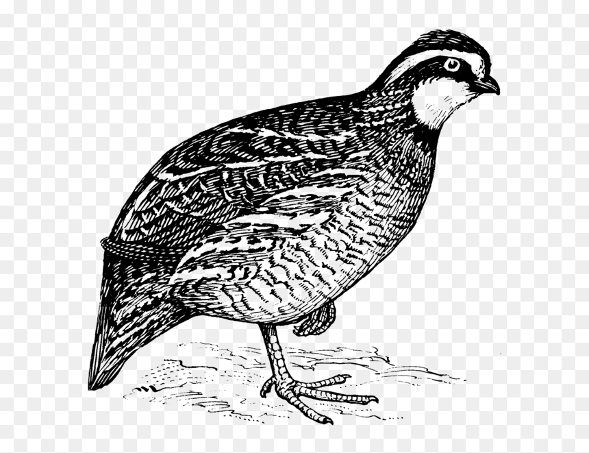 Bob White Quail Clip Art, HD Png Download - quail png