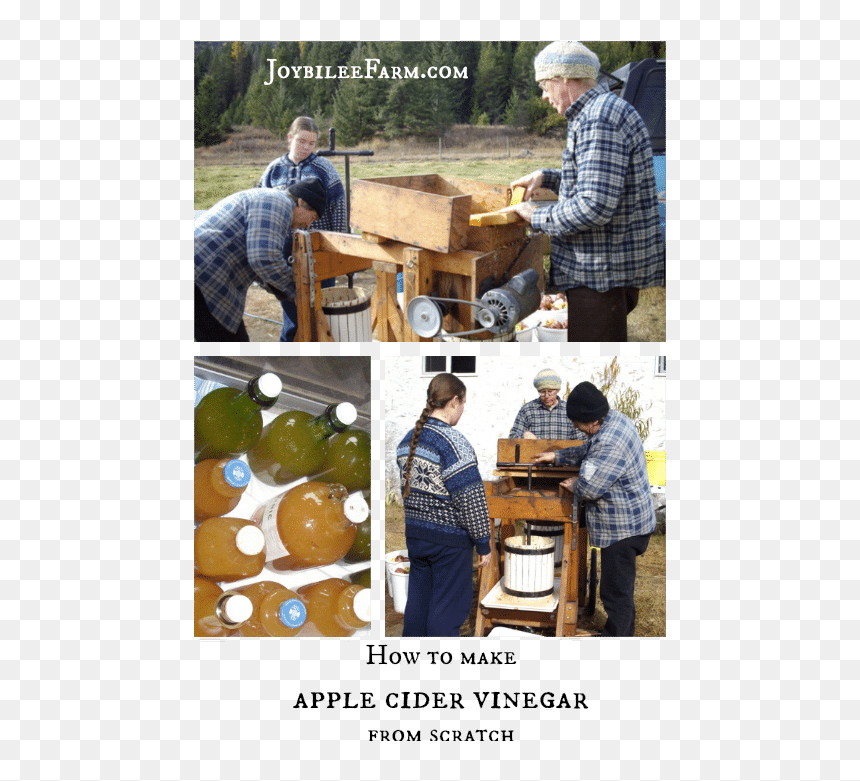 How To Make Apple Cider Vinegar - Tree, HD Png Download - apple cider png