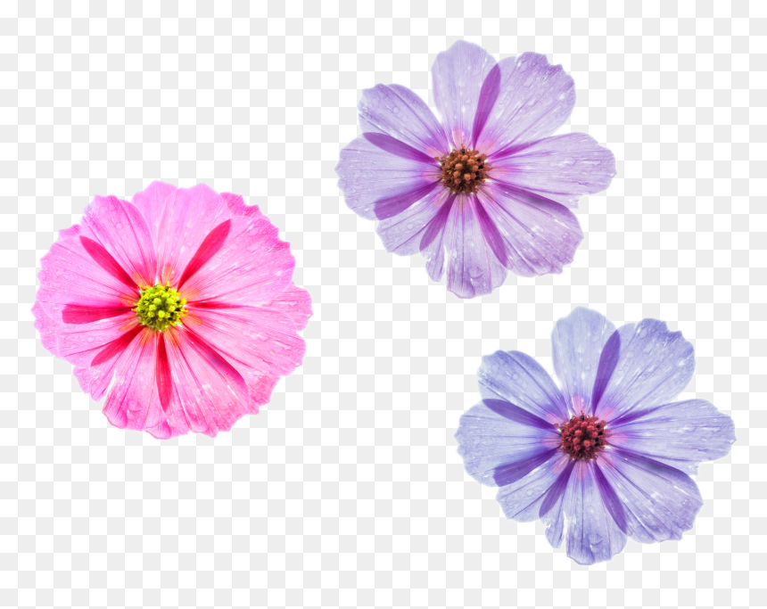 Cool Flower Png Three Different Styles To Choose Pink - Good Morning Beautiful Queen Quotes, Transparent Png - cosmos png