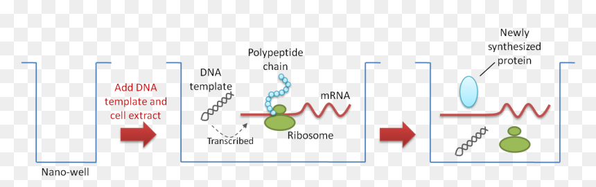 Figure 4 Nano Well - Protein Array, HD Png Download - nappa png