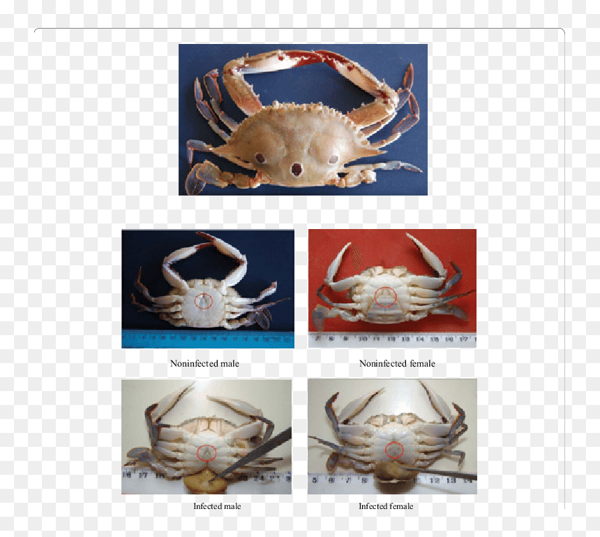 Crab Male Female Sacculina, HD Png Download - crabs png
