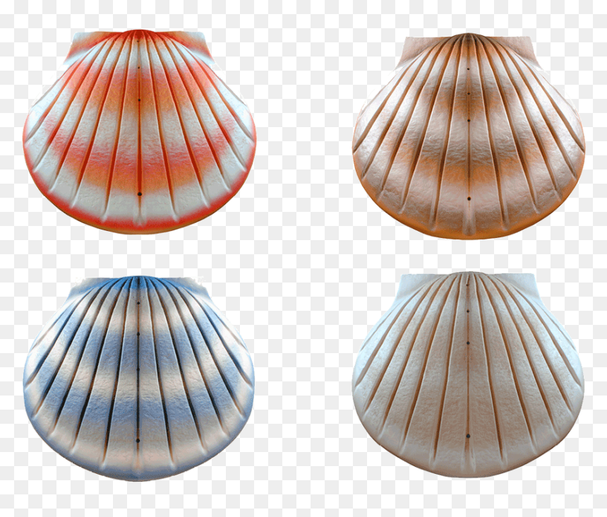 Eco Shell Urn - Shell, HD Png Download - urn png