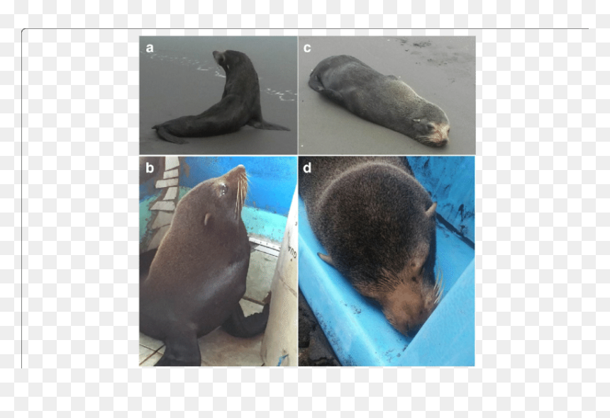 California Sea Lion, HD Png Download - barra png