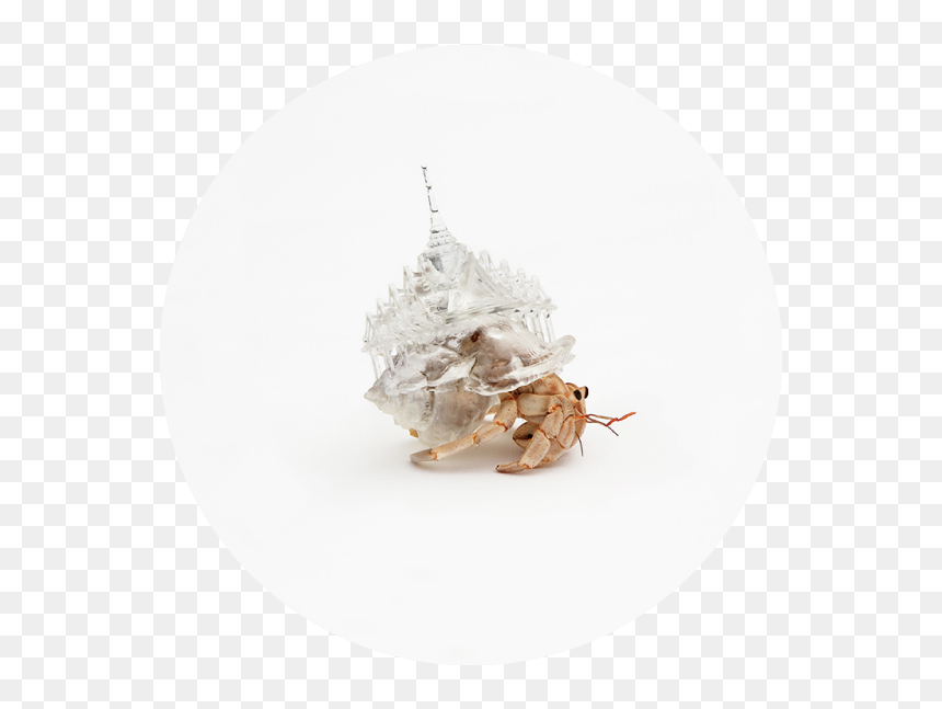 Miniature Windmills, Churches, And Even Entire Cities - Aki Inomata Hermit Crab, HD Png Download - crabs png