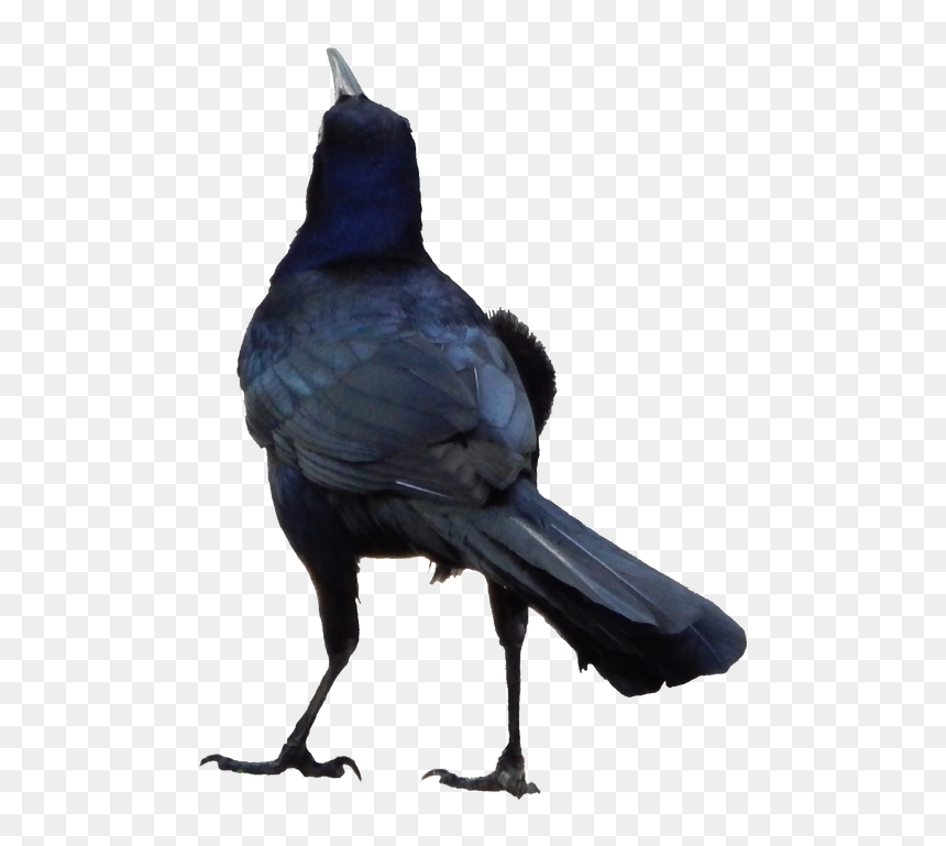 Common Raven, HD Png Download - rook png