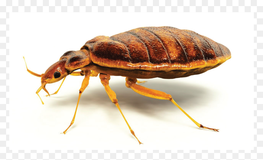 Beetle Transparent Translucent - Bug Bed, HD Png Download - normani kordei png