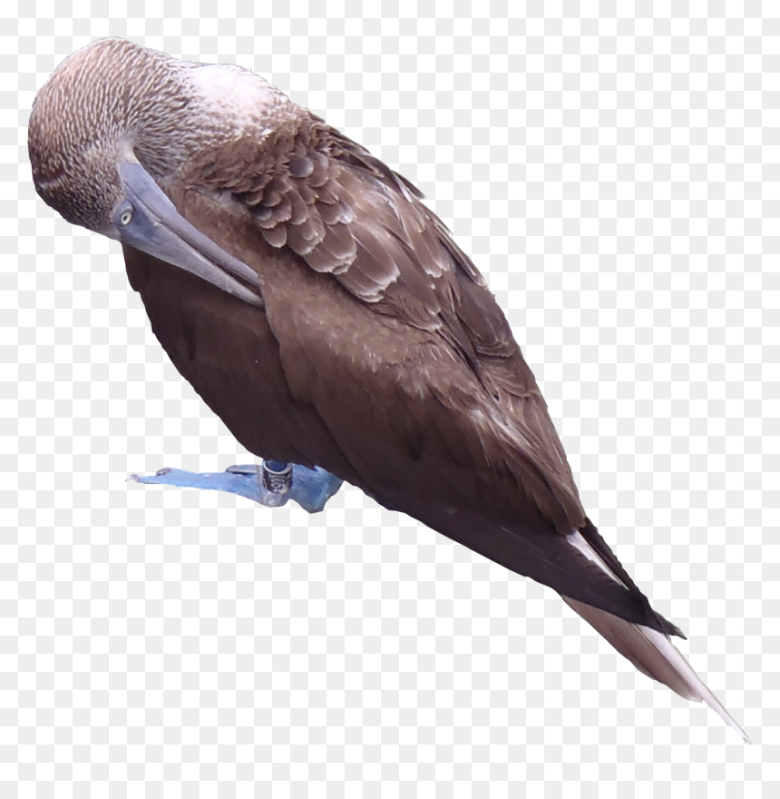 Blue Footed Booby Png, Transparent Png - blue texture png