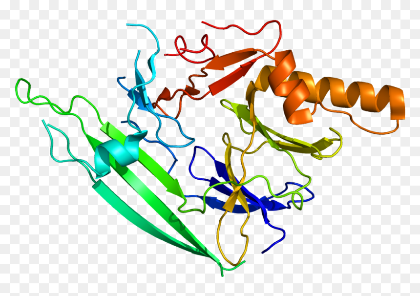 Protein Ern1 Pdb 2hz6 - Protein Png, Transparent Png - turtwig png