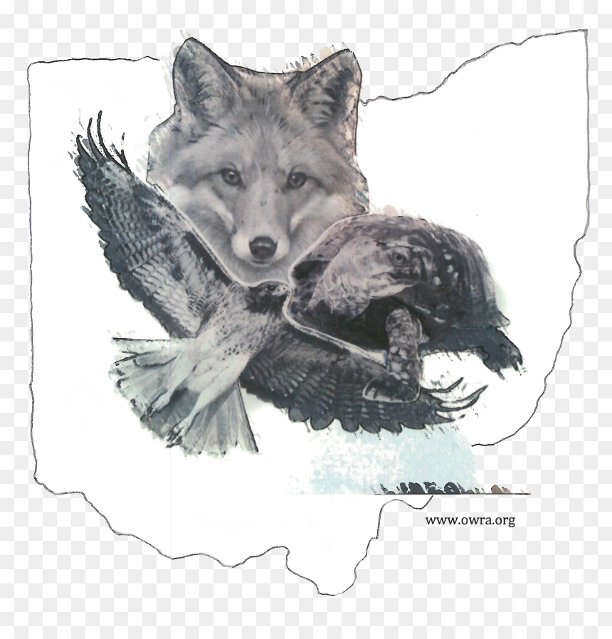 Seppala Siberian Sleddog, HD Png Download - ohio shape png